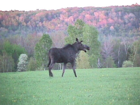 Moose in Norton