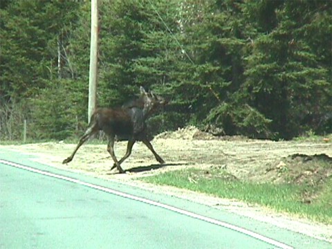 Moose in Norton