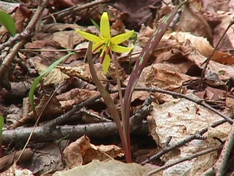 Trout lily.